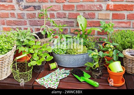 Grüne Kräuter im Balkongarten Stockfoto