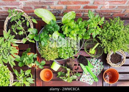 Grüne Kräuter im Balkongarten Stockfoto