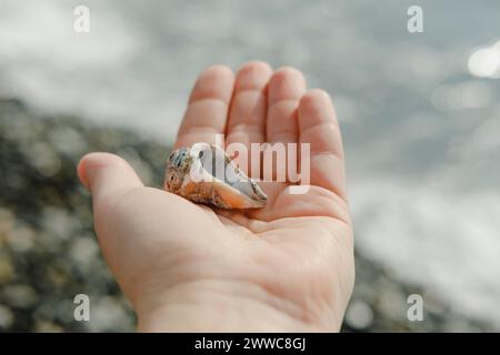 Frau, die Muschel am Strand hält Stockfoto