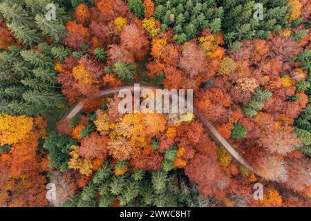 Deutschland, Baden-Württemberg, aus der Vogelperspektive auf die Schotterstraße, die sich durch den Herbstwald im Schurwald schlängelt Stockfoto