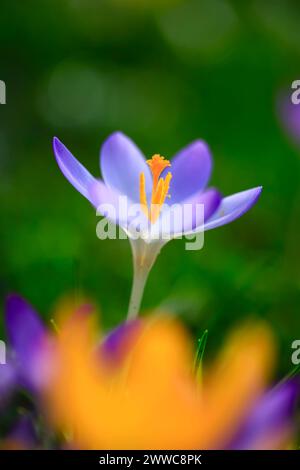 Einzelner lila Krokus blüht im Februar Stockfoto