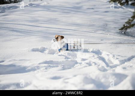 Jack Russell Terrierhund im Winterpark Stockfoto