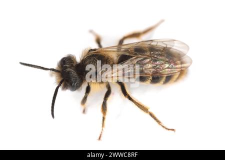 Eine kleine Wildbiene auf weißem Hintergrund. Andrenidae, Andrena. Stockfoto