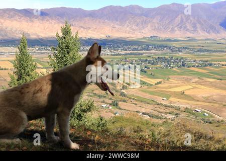 Ein Hund im Chong-Kemin-Nationalpark in Kirgisistan in Zentralasien Stockfoto