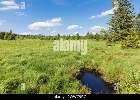 Malerischer Blick auf die Wiese mit wachsendem Gras an sonnigen Tagen Stockfoto