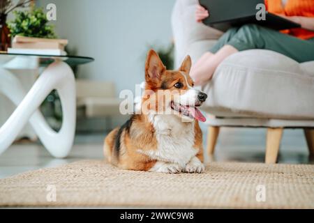 Corgi-Hund sitzt auf Teppich mit Frau im Hintergrund zu Hause Stockfoto