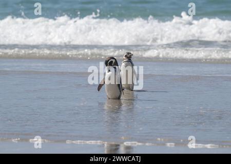 Penguin Magellanic (Spheniscus magellanicus), Erwachsene in der Brandung, Saunders Island, Falklands, Januar 2024 Stockfoto