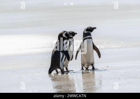 Penguin Magellanic (Spheniscus magellanicus), Erwachsene am Strand, hochklassiges Bild, Saunders Island, Falklands, Januar 2024 Stockfoto