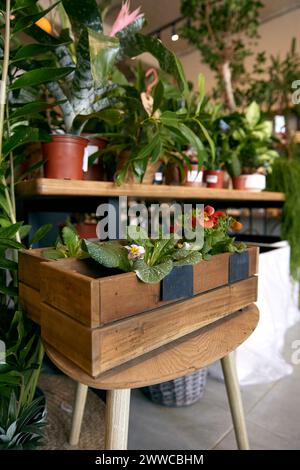 Verschiedene Pflanzen im Gartengeschäft Stockfoto