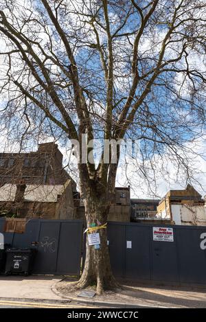 Chichester Road, Southend on Sea, Essex, Großbritannien. März 2024. Demonstranten marschieren durch die hohe Straße zu den Ratsbüros in Southend on Sea und demonstrieren gegen Pläne, einen alten Baum in der Stadt zu Fällen. Organisiert von der Southend Tree Action Group, hoffen die Demonstranten, den 150 Jahre alten London Flugzeugbaum (Platanus x acerifolia) zu retten. – Chester wurde nach seiner Lage in Chichester Road genannt – da er aufgrund der großen Platzverhältnisse in der Nähe einer stark befahrenen Straßenkreuzung gefällt wurde und an eine mögliche Wohnsiedlung angrenzt Stockfoto