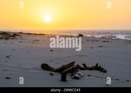 Deutschland, Schleswig-Holstein, Hornum, Treibholz am Strand Hornum Odde bei Sonnenaufgang Stockfoto