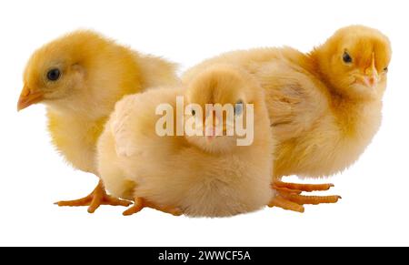 Ein Trio von leuchtend gelben Orpington-Hühnerküken, die zusammen ein Auge in jede Richtung halten, isoliert in einem Studiofoto. Stockfoto