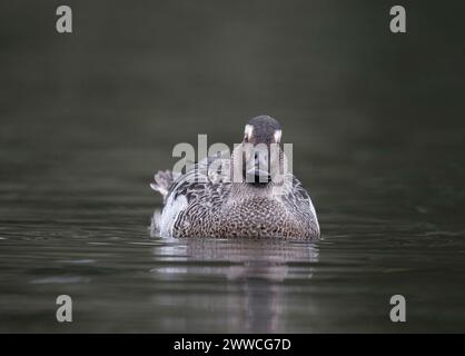 Garganey, Spatula querquedula, männlich auf dem Wasser, West Midlands, März 2024 Stockfoto