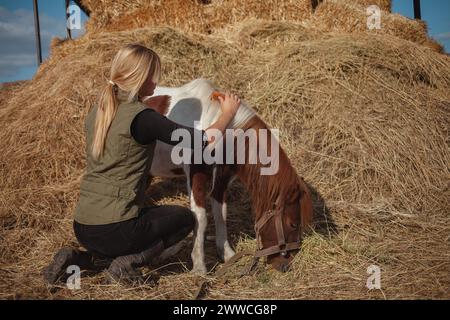 Frau kämmt Pferdehaare, putzt, pflegt geflecktes Pony. Mähne Stockfoto