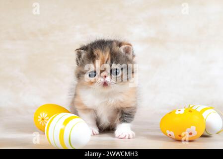 Ein orangefarbenes Felidae-Kätzchen mit Whiskern sitzt neben Ostereiern auf einem Tisch. Das kleine bis mittelgroße Raubtier-Katzenspielzeug sieht mit seinem f Stockfoto