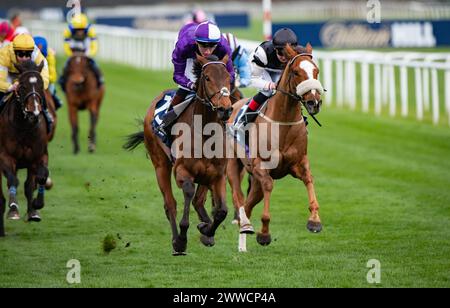 Doncaster, Großbritannien. 23. März 2024. Doncaster, Vereinigtes Königreich, Samstag, 23. März 2024. Herr Professor und David Egan gewinnen das William Hill Lincoln Heritage Handicap für Trainer Dominic French Davis und Besitzer Amo Racing Limited. Quelle: JTW equine Images/Alamy Live News Stockfoto
