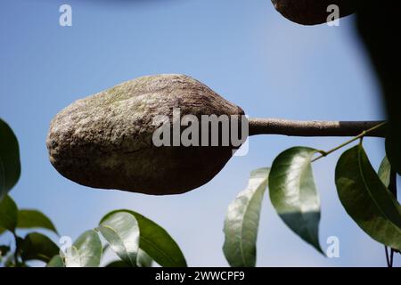 swietenia mahagoni (Mahoni, mauni) mit natürlichem Hintergrund. Mahagoni ist ein geradkörniges, rötlich-braunes Holz von drei tropischen Hartholzarten Stockfoto