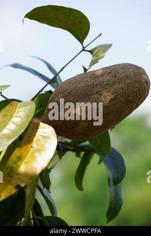 swietenia mahagoni (Mahoni, mauni) mit natürlichem Hintergrund. Mahagoni ist ein geradkörniges, rötlich-braunes Holz von drei tropischen Hartholzarten Stockfoto