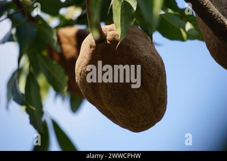 swietenia mahagoni (Mahoni, mauni) mit natürlichem Hintergrund. Mahagoni ist ein geradkörniges, rötlich-braunes Holz von drei tropischen Hartholzarten Stockfoto