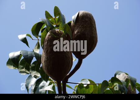 swietenia mahagoni (Mahoni, mauni) mit natürlichem Hintergrund. Mahagoni ist ein geradkörniges, rötlich-braunes Holz von drei tropischen Hartholzarten Stockfoto