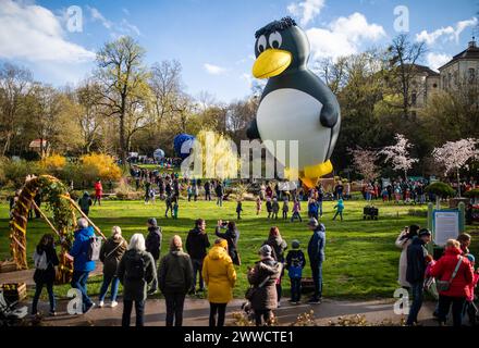 Ludwigsburg, Deutschland. März 2024. Während der „Ballonblüte“ im Blühenden Barock wird ein Heißluftballon in Form eines Pinguins freigelassen. Aufgrund des Wetters wurden am Samstag nur wenige Ballons freigesetzt – wiederholte Regenschauer und starke Winde bedeuteten, dass die Ballonfahrer ihre Modellballons wieder einpacken mussten. Quelle: Christoph Schmidt/dpa/Alamy Live News Stockfoto