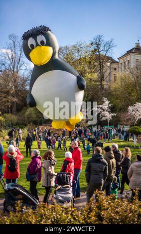 Ludwigsburg, Deutschland. März 2024. Während der „Ballonblüte“ im Blühenden Barock wird ein Heißluftballon in Form eines Pinguins freigelassen. Aufgrund des Wetters wurden am Samstag nur wenige Ballons freigesetzt – wiederholte Regenschauer und starke Winde bedeuteten, dass die Ballonfahrer ihre Modellballons wieder einpacken mussten. Quelle: Christoph Schmidt/dpa/Alamy Live News Stockfoto