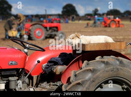 0709/13 Joey, ein zweijähriger Jack Russell, beobachtet den früheren Gewinner Richard Ingram, während er beim European Vintage Ploughi gerade Furchen pflügt Stockfoto