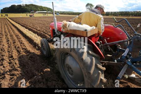 0709/13 Joey, ein zweijähriger Jack Russell, beobachtet den früheren Gewinner Richard Ingram, während er beim European Vintage Ploughi gerade Furchen pflügt Stockfoto