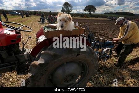 0709/13 Joey, ein zweijähriger Jack Russell, beobachtet den früheren Gewinner Richard Ingram, während er beim European Vintage Ploughi gerade Furchen pflügt Stockfoto