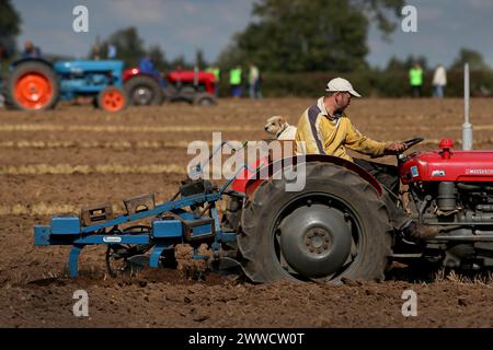 0709/13 Joey, ein zweijähriger Jack Russell, beobachtet den früheren Gewinner Richard Ingram, während er beim European Vintage Ploughi gerade Furchen pflügt Stockfoto