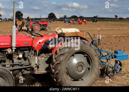 0709/13 Joey, ein zweijähriger Jack Russell, beobachtet den früheren Gewinner Richard Ingram, während er beim European Vintage Ploughi gerade Furchen pflügt Stockfoto