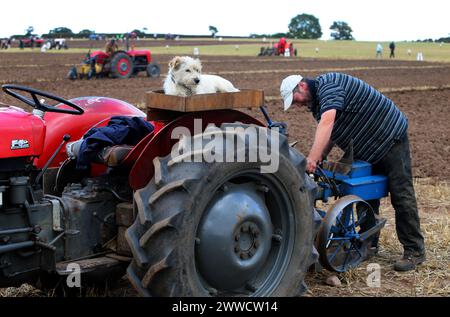 0709/13 Joey, ein zweijähriger Jack Russell, beobachtet den früheren Gewinner Richard Ingram, während er beim European Vintage Ploughi gerade Furchen pflügt Stockfoto