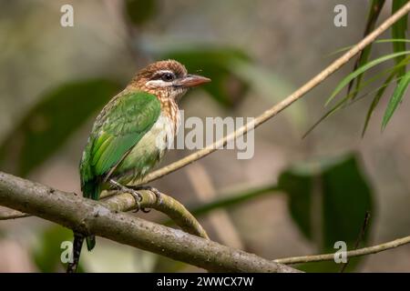 Weißwangenbarbet - Psilopogon viridis, wunderschönes grünes asiatisches Barbet aus indischen Wäldern und Wäldern, Nagarahole Tiger Reserve, Indien. Stockfoto