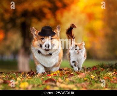 - Ein paar Freunde eines Corgi-Hundes mit Hut und einer Katze spazieren in einem Herbstpark zwischen gefallenen Blättern in einem sonnigen Herbstpark Stockfoto