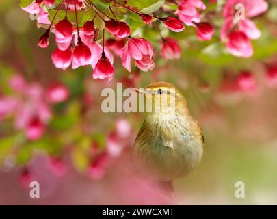 Niedlicher kleiner Vogel sitzt zwischen den rosafarbenen Blumen des Apfelbaums im sonnigen Frühlingsgarten Stockfoto