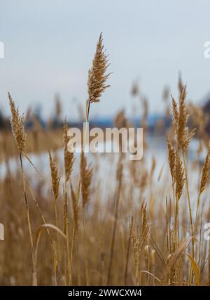 Gelbe Spikelets vor dem Hintergrund eines Winterflusses Stockfoto
