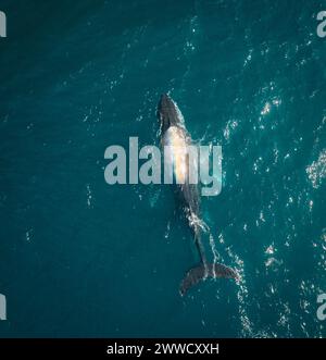 Buckelwale und Kälber-Luftdrohne schossen schlafend auf der Oberfläche des Ozeans in Australien, New South Wales. Stockfoto