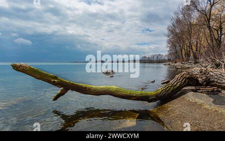Der tiefe Herbst an einer Küste. Tiefblauer Himmel und alter Baum. Stockfoto