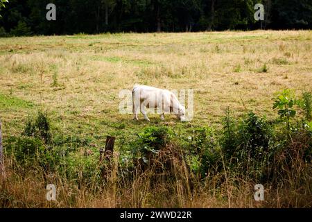 Einzelne weiße Charolais-Kuh, die auf einem Feld weidet Stockfoto