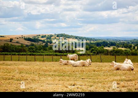 Weiße Charolais-Kühe stehen und sitzen auf einem Feld Stockfoto