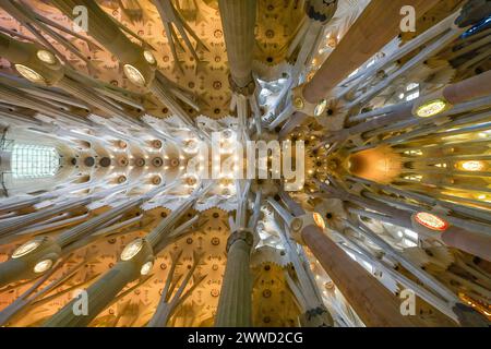 Deckengewölbe, Säulen, Sagrada Familia, Basilika von Antoni Gaudi, Barcelona, Katalonien, Spanien Stockfoto