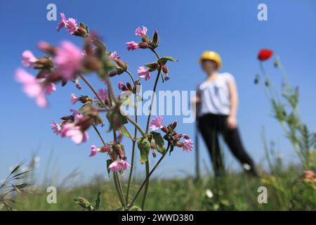 ***KOSTENLOSES FOTO FÜR REDAKTIONELLE ZWECKE*** bisher unveröffentlichtes Dateifoto vom 23.05/12, das Becky Johnston zeigt, wie er auf dem grünen Dach vor seiner Arbeit arbeitet Stockfoto