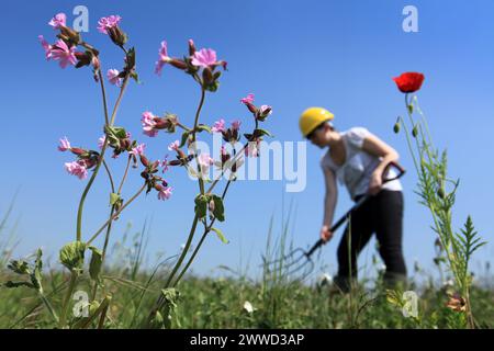 ***KOSTENLOSES FOTO FÜR REDAKTIONELLE ZWECKE*** bisher unveröffentlichtes Dateifoto vom 23.05/12, das Becky Johnston zeigt, wie er auf dem grünen Dach vor seiner Arbeit arbeitet Stockfoto