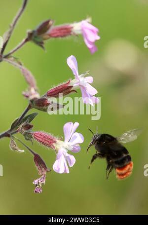 ***KOSTENLOSES FOTO FÜR REDAKTIONELLE ZWECKE*** bisher unveröffentlichtes Aktenfoto vom 23.05/12, das eine Hummel zeigt, die Campions auf dem grünen Dach vor uns bestäubt Stockfoto