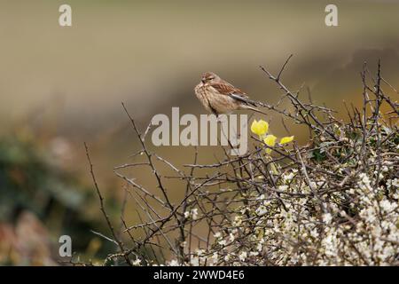 Ein weibliches Linnet (Carduelis cannabina), das auf einem Ginsterstrauch vor einem verschwommenen Hintergrund thront. Stockfoto