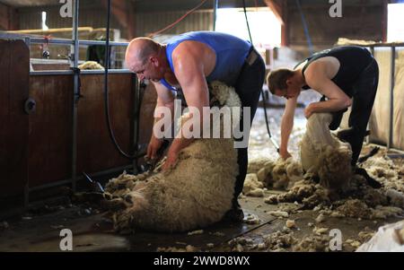 19/06/2012 ..L/R: John Rushton, 48, und James Deavill, 22, Scherschaf...britische Bauern verdienen Geld mit Wool - zum ersten Mal seit dreißig Jahren...F Stockfoto