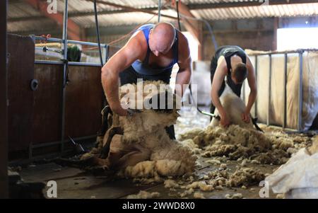 19/06/2012 ..L/R: John Rushton, 48, und James Deavill, 22, Scherschaf...britische Bauern verdienen Geld mit Wool - zum ersten Mal seit dreißig Jahren...F Stockfoto