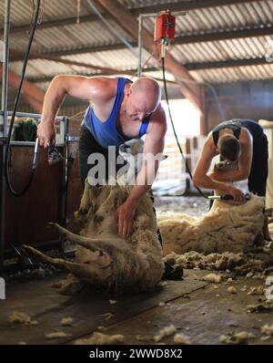 19/06/2012 ..L/R: John Rushton, 48, und James Deavill, 22, Scherschaf...britische Bauern verdienen Geld mit Wool - zum ersten Mal seit dreißig Jahren...F Stockfoto