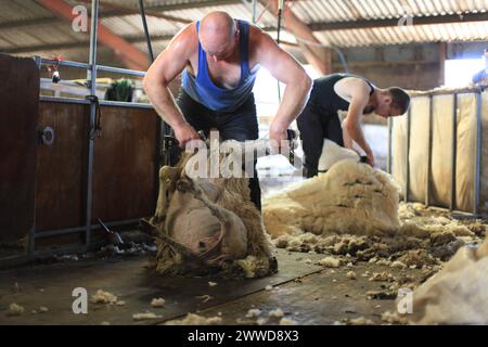 19/06/2012 ..L/R: John Rushton, 48, und James Deavill, 22, Scherschaf...britische Bauern verdienen Geld mit Wool - zum ersten Mal seit dreißig Jahren...F Stockfoto