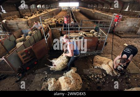 19/06/2012 ..L/R: John Rushton, 48, und James Deavill, 22, Scherschaf...britische Bauern verdienen Geld mit Wool - zum ersten Mal seit dreißig Jahren...F Stockfoto